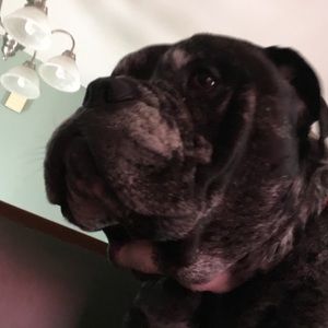 Meet your Posher, Alan